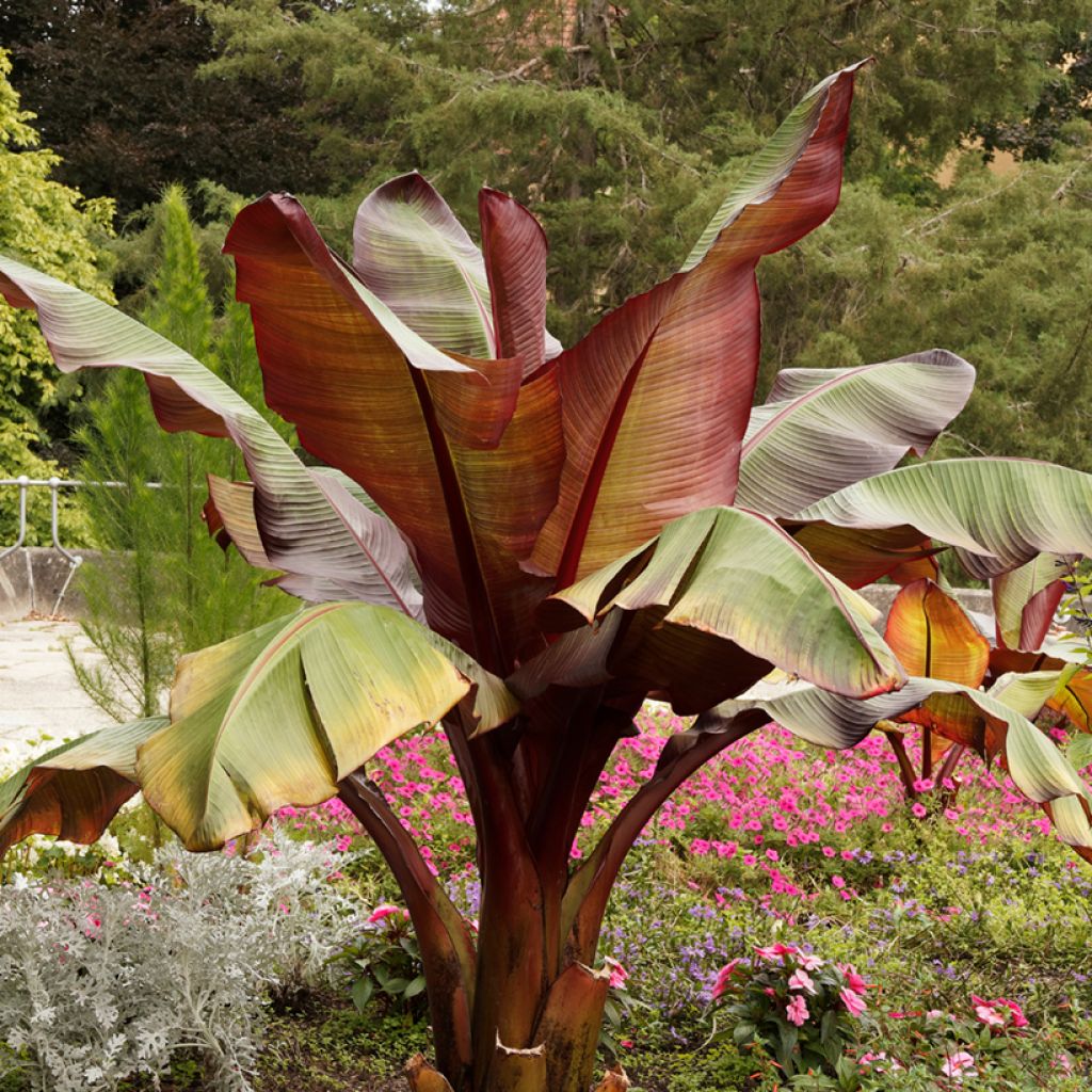 Ensete ventricosum Maurelii - Ethiopian Black Banana