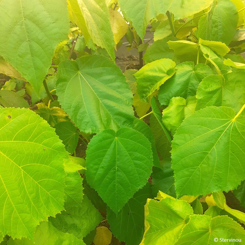 Entelea arborescens  - Whau