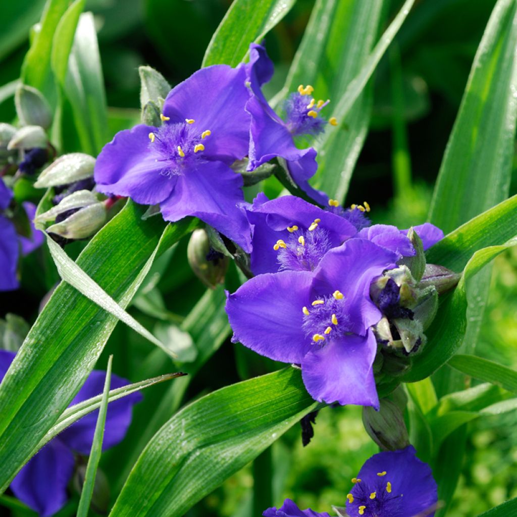 Tradescantia andersoniana Isis - Spiderwort