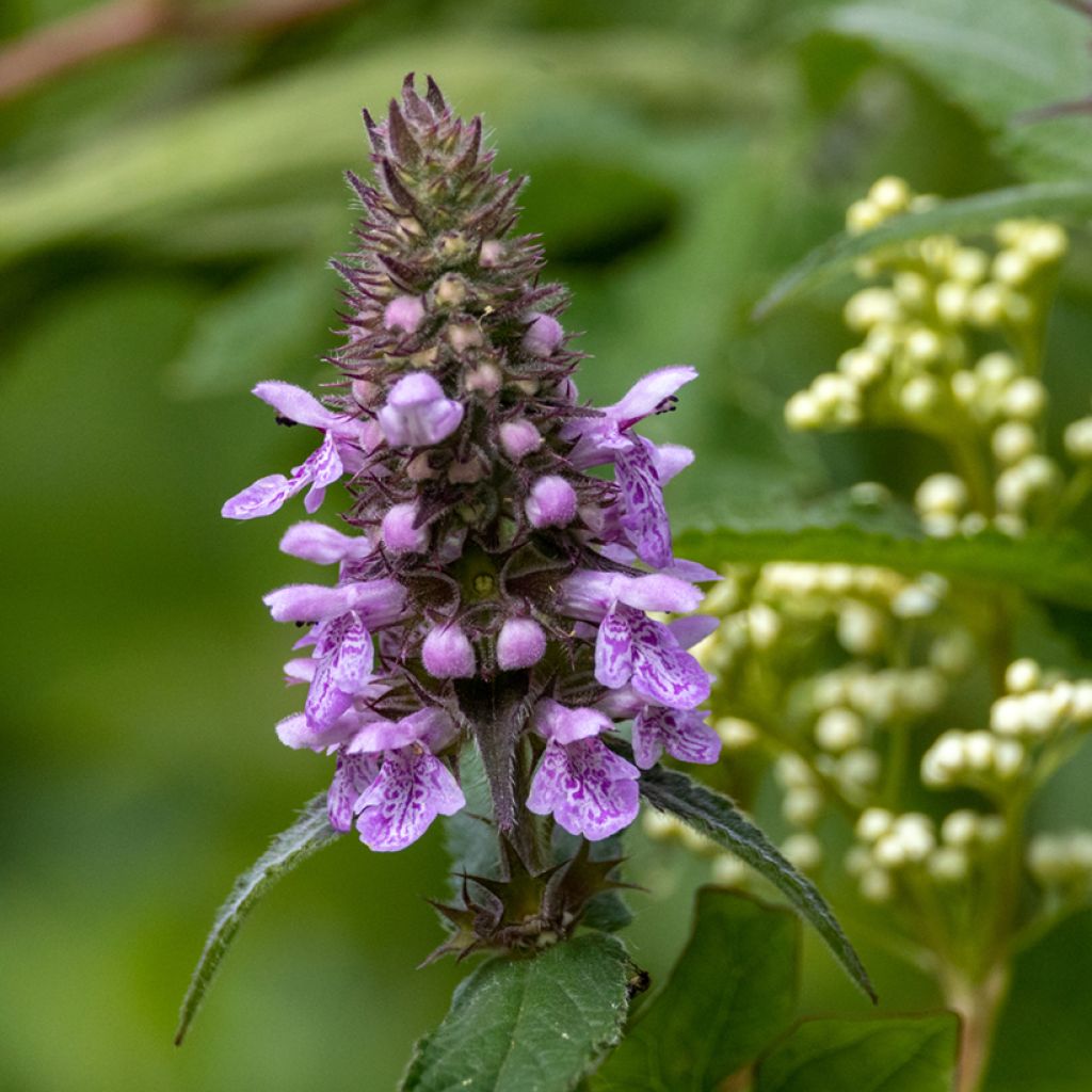 Stachys palustris