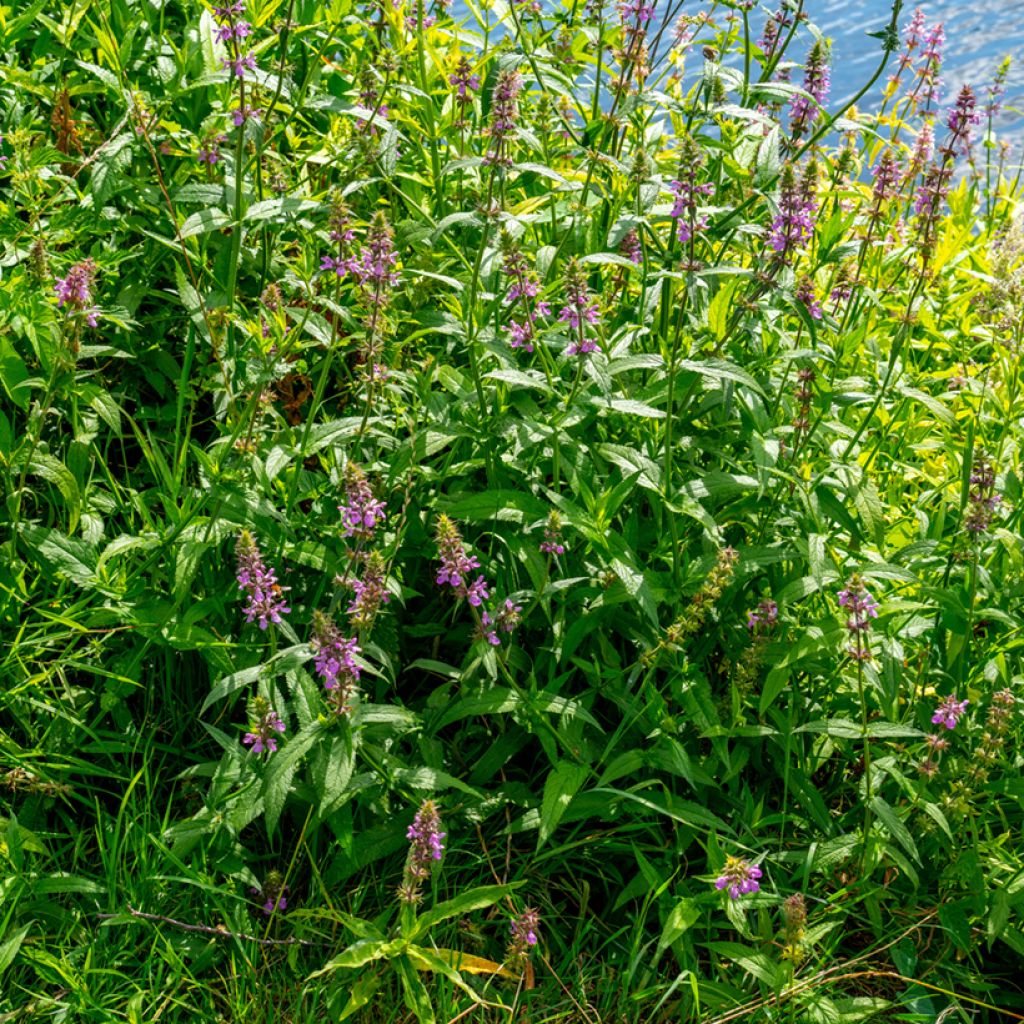 Stachys palustris