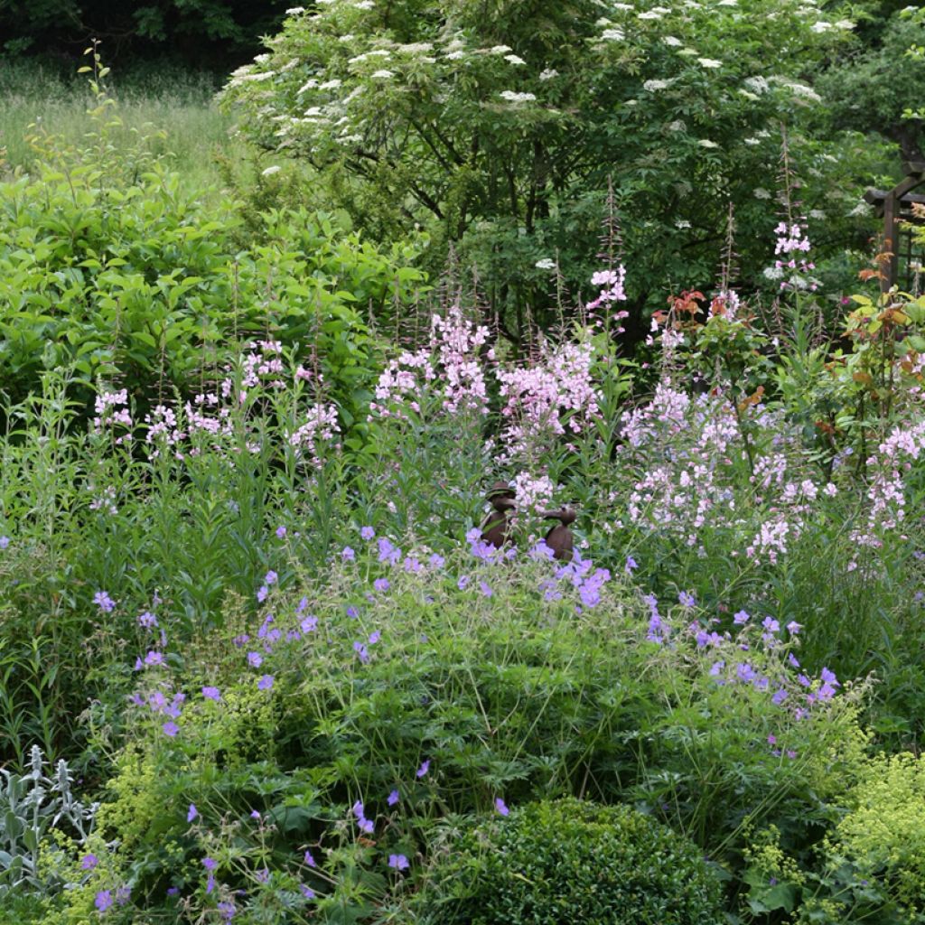 Epilobium angustifolium Stahl Rose