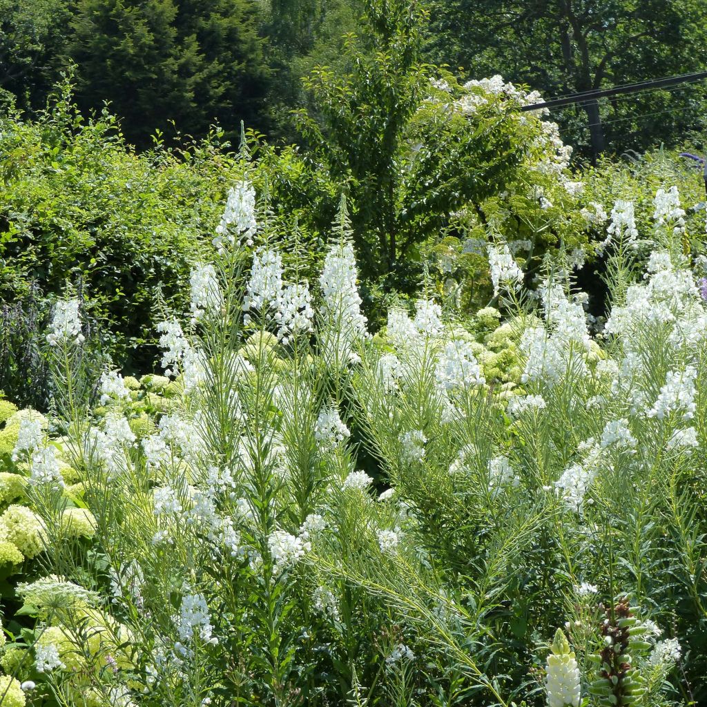 Epilobe blanche - Epilobium angustifolium album