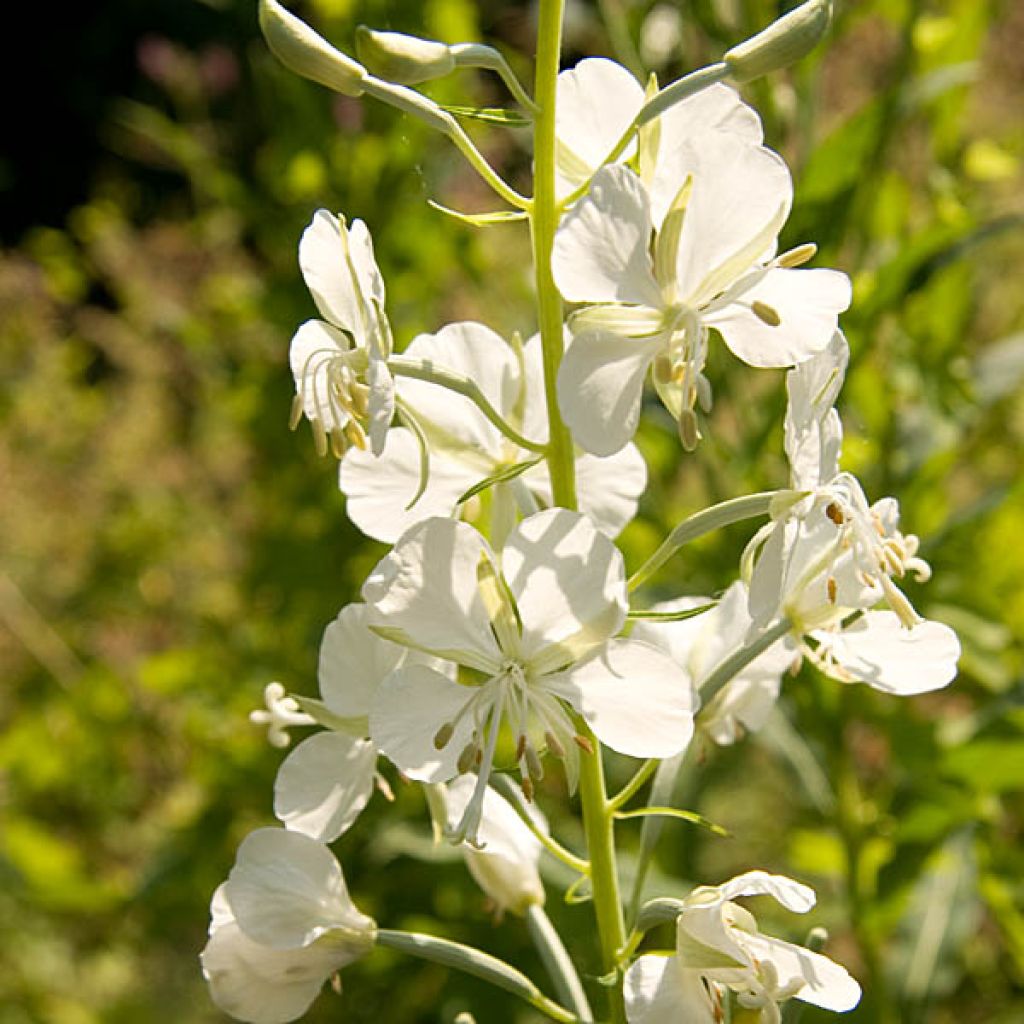 Epilobium angustifolium Album