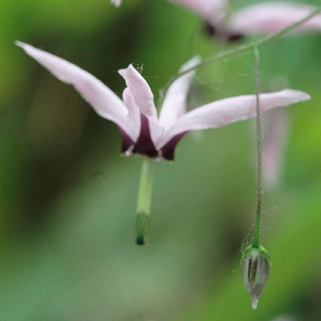 Fleur des Elfes, Epimedium fargesii Pink Constellation