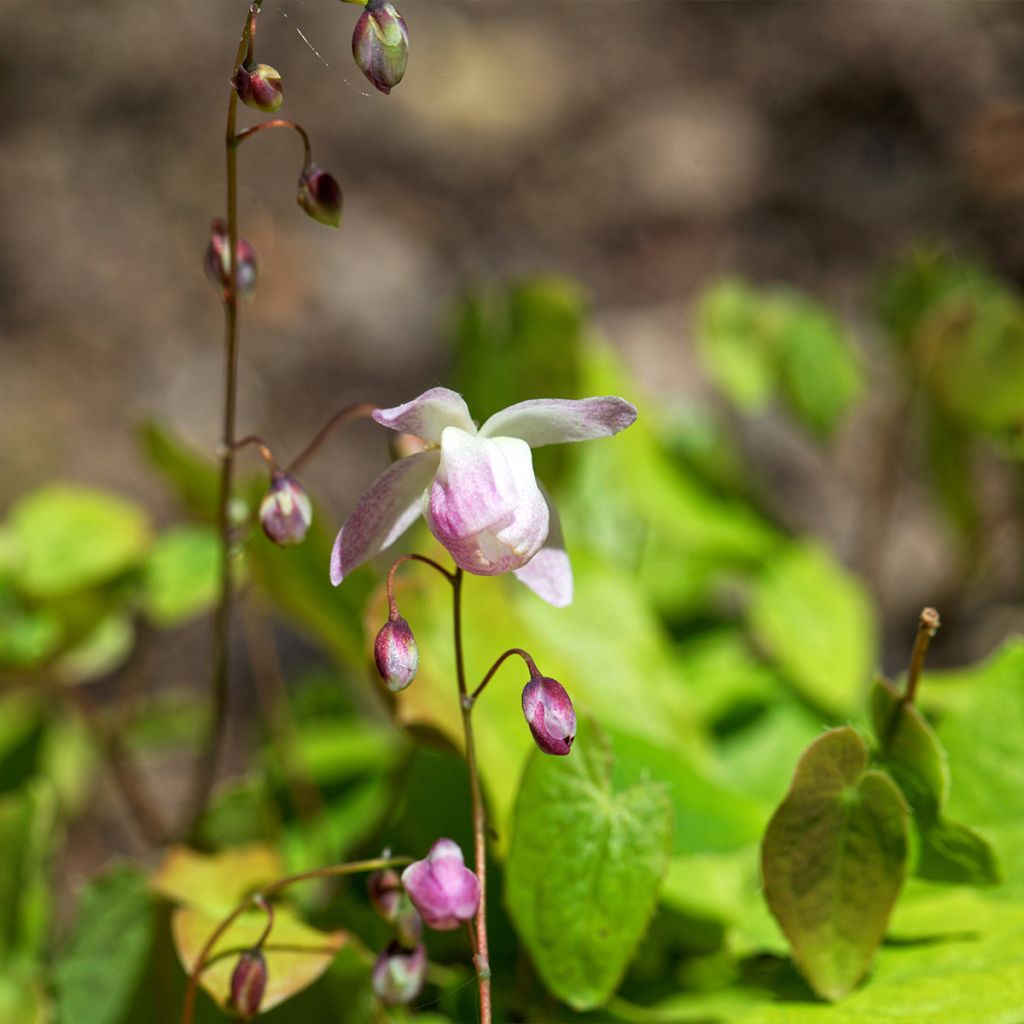 Epimedium Pumosum Roseum, Fleur des elfes