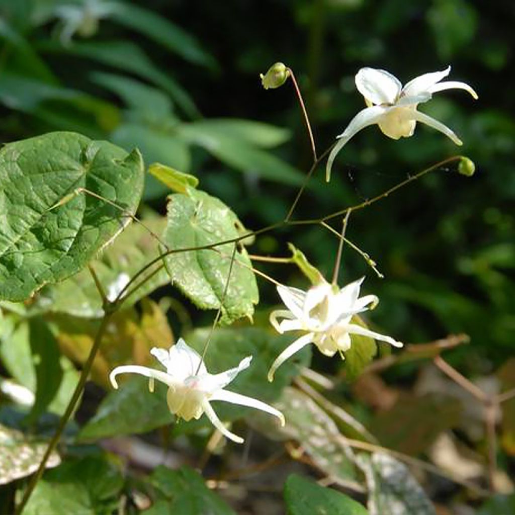 Epimedium latisepalum - Barrenwort