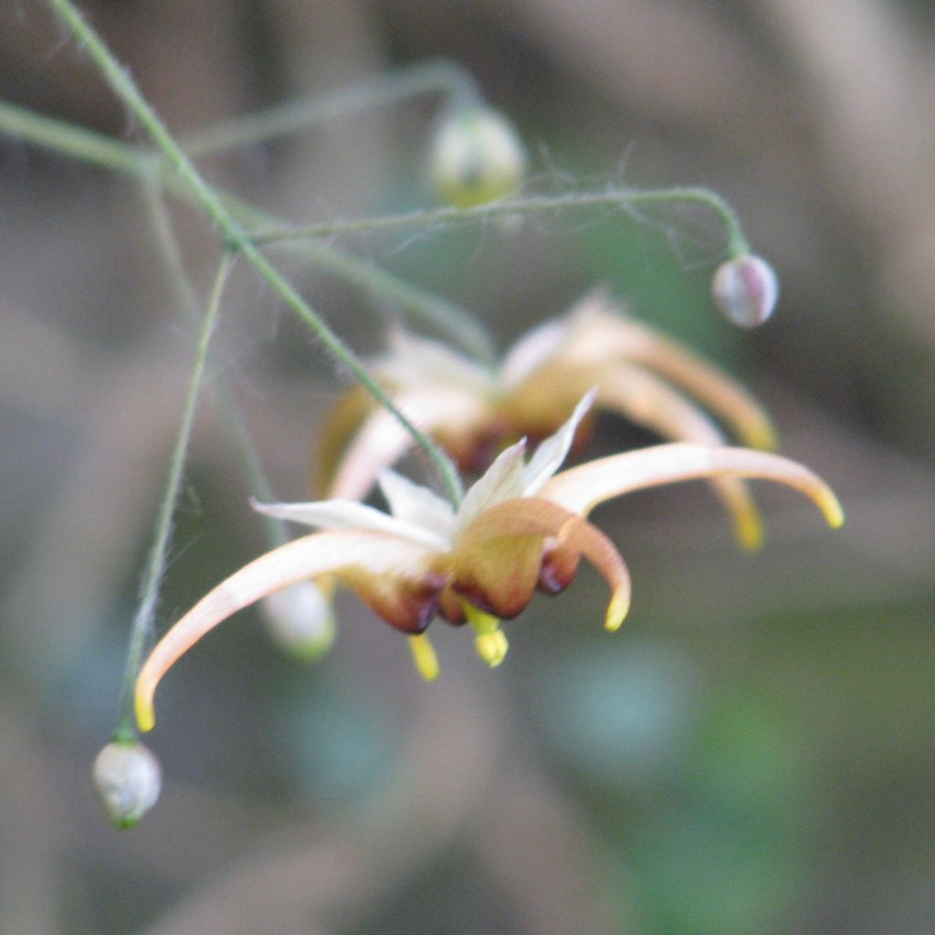 Epimedium wushanense, Fleur des elfes