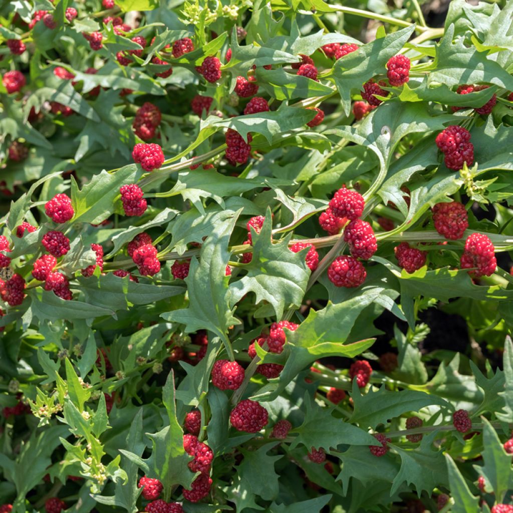 Chenopodium capitatum Fraise