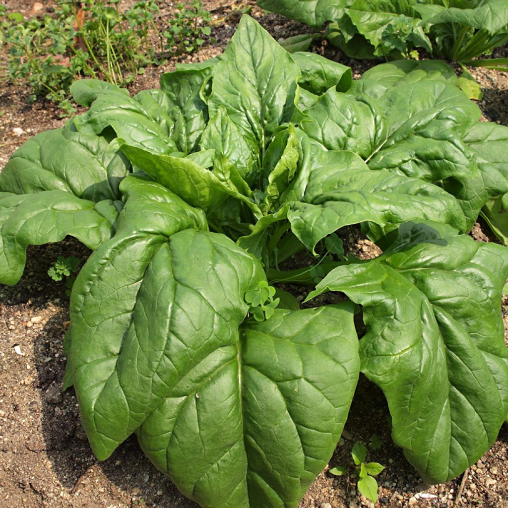 Spinach Giant Winter - Ferme de Sainte Marthe Seeds