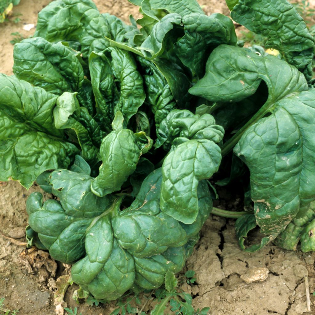 Spinach Viroflay Giant - Vilmorin seeds