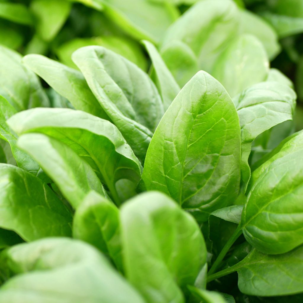 Spinach Polydane F1