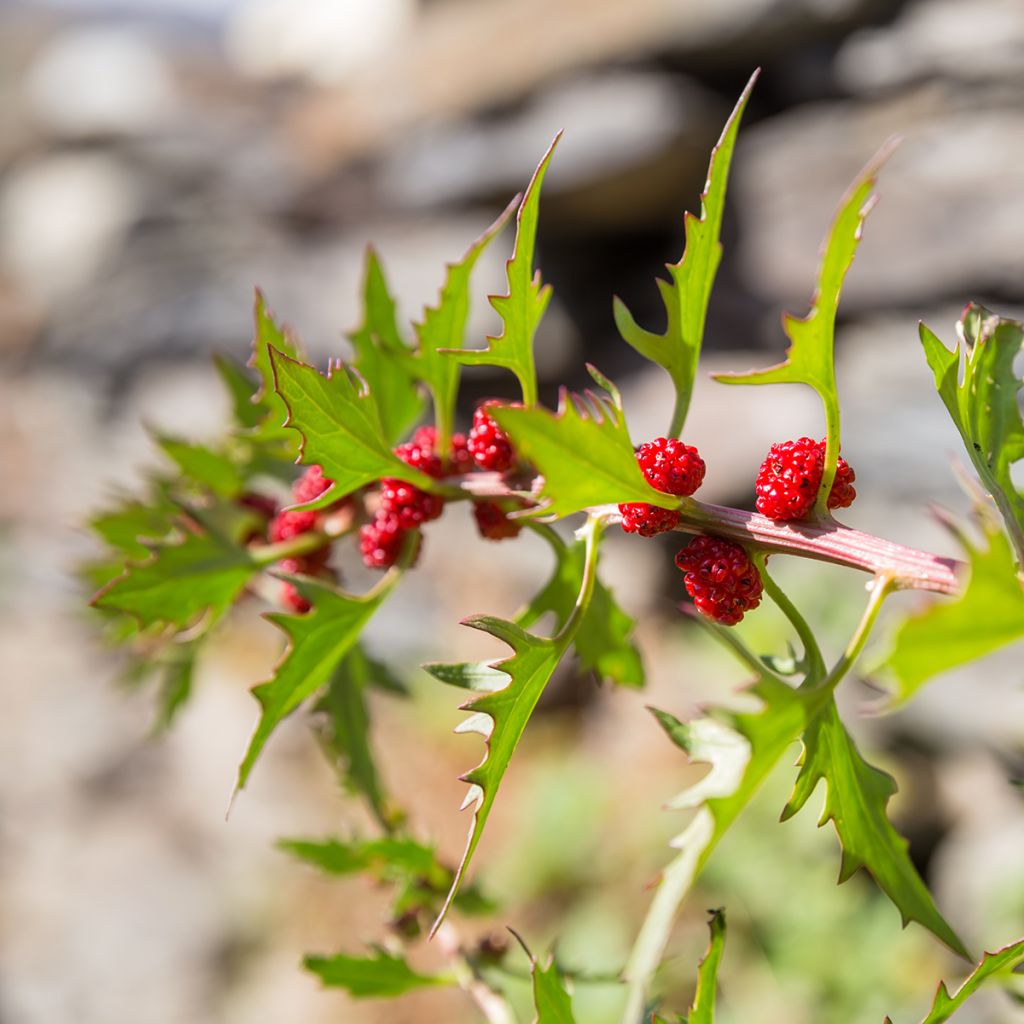 Chenopodium foliosum - Strawberry Spinach