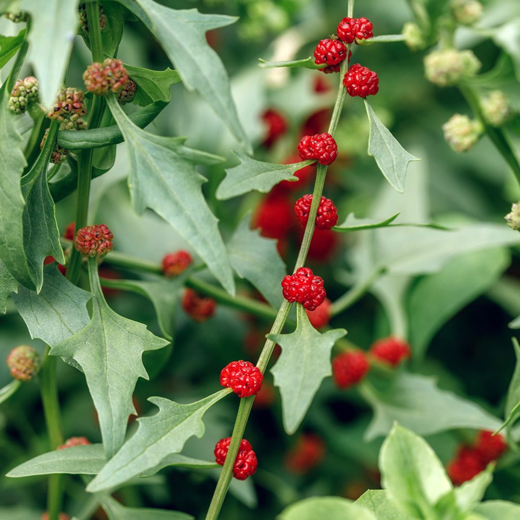 Chenopodium foliosum - Strawberry Spinach