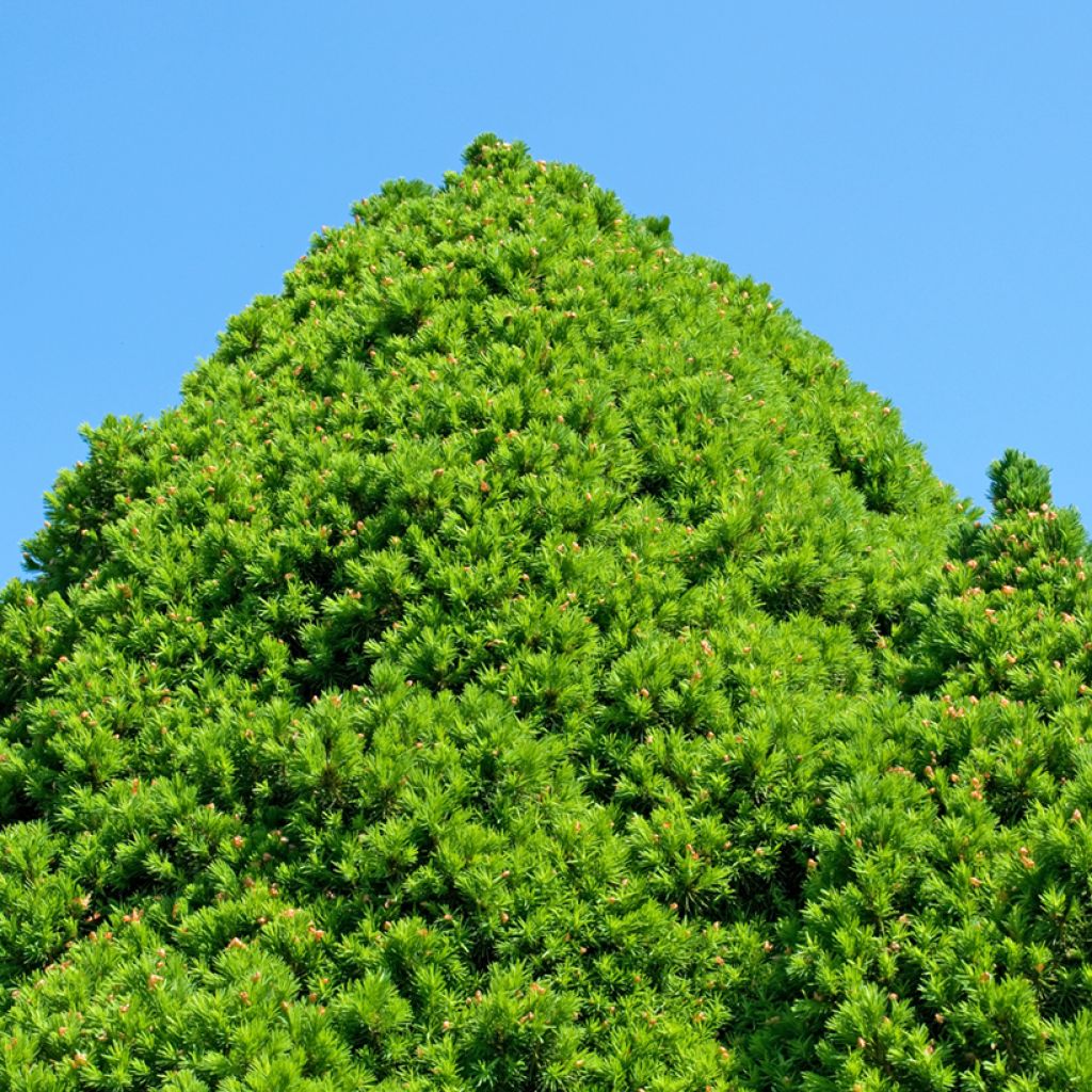 Picea glauca Zuckerhut