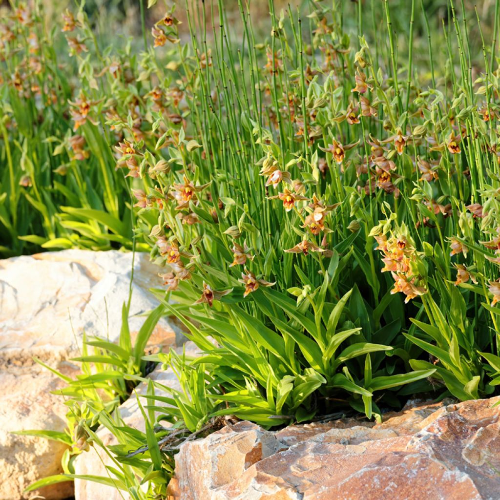 Epipactis gigantea