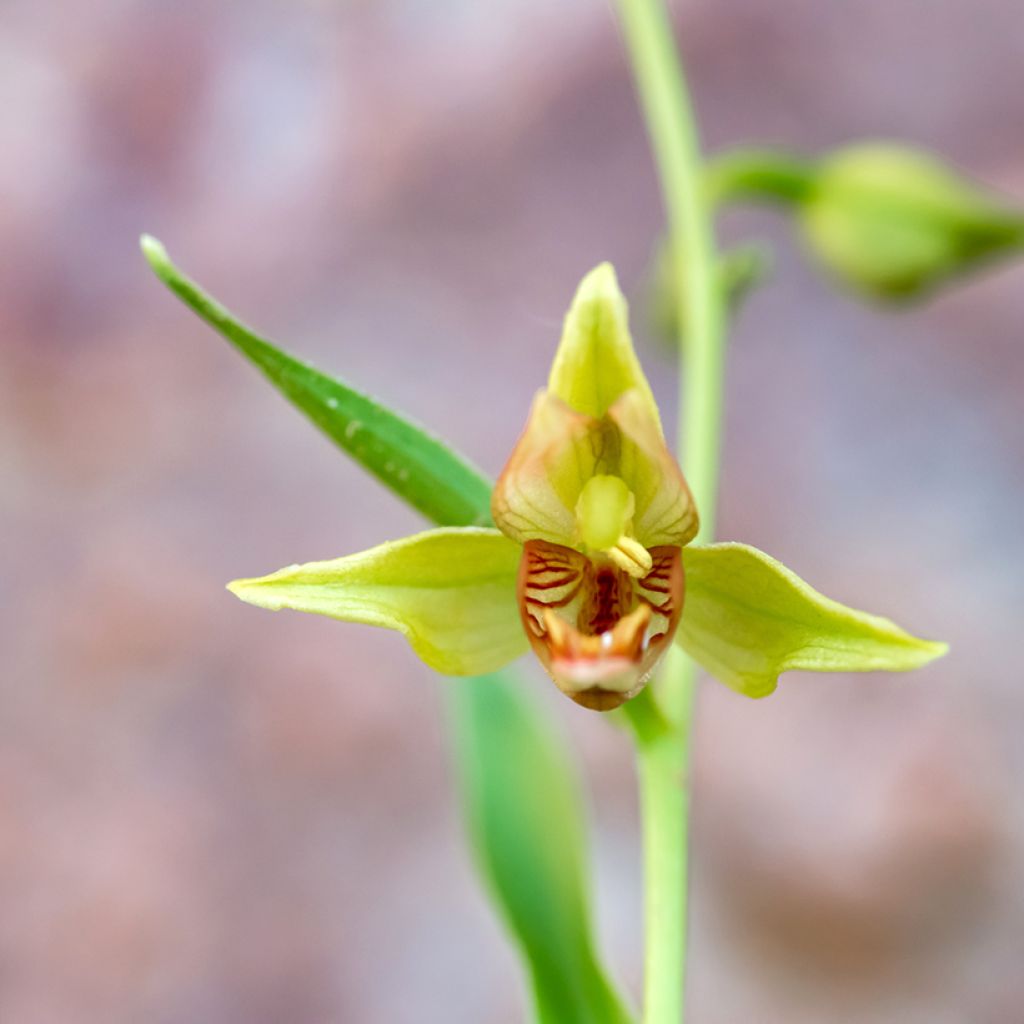 Epipactis gigantea