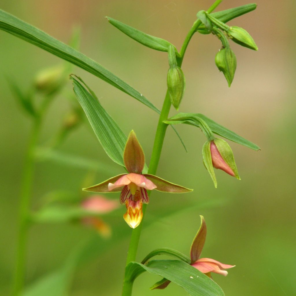 Epipactis thunbergii x gigantea  