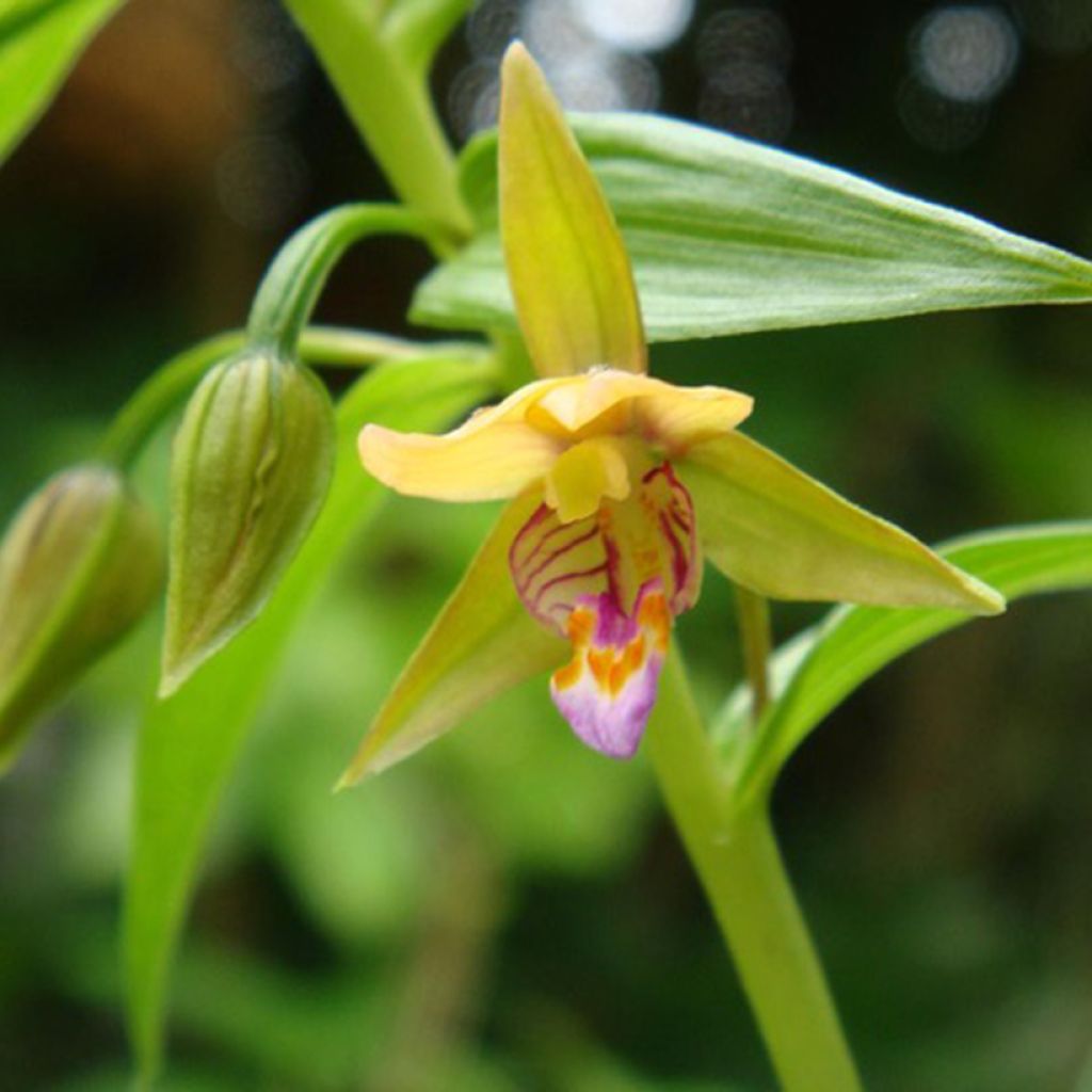 Epipactis thunbergii Yellow