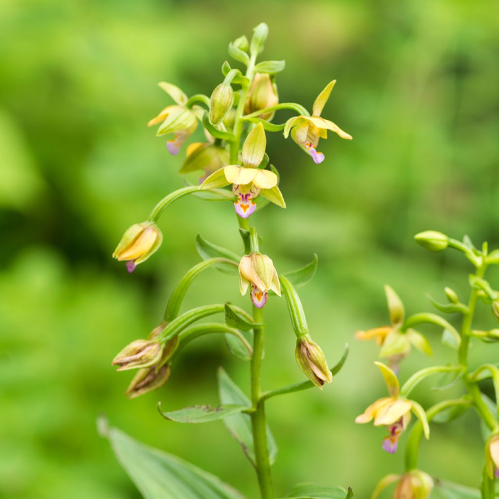 Epipactis thunbergii Yellow