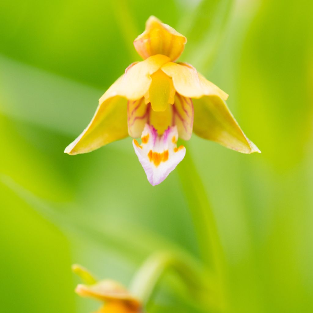 Epipactis thunbergii Yellow