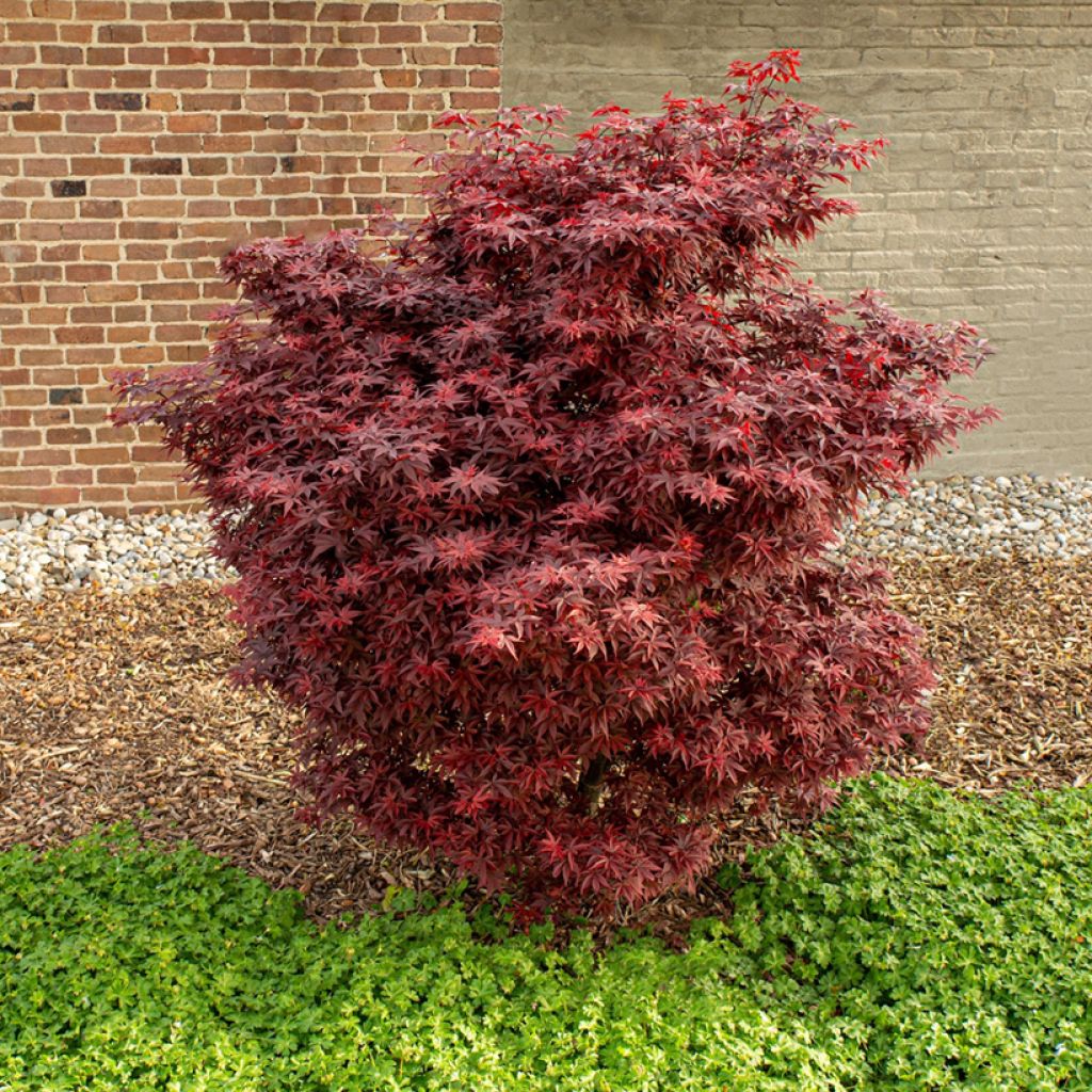 Acer palmatum Little Red - Japanese Maple