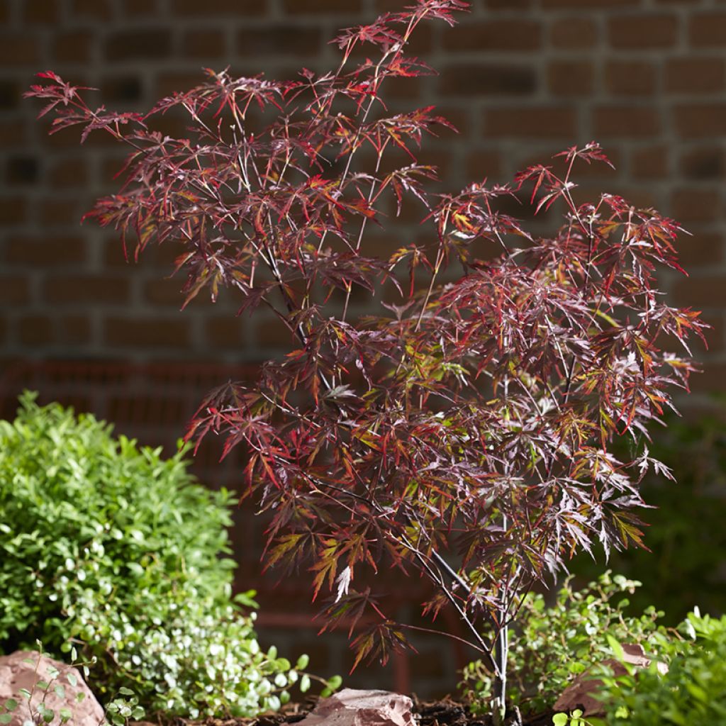 Acer palmatum Royal Garnet