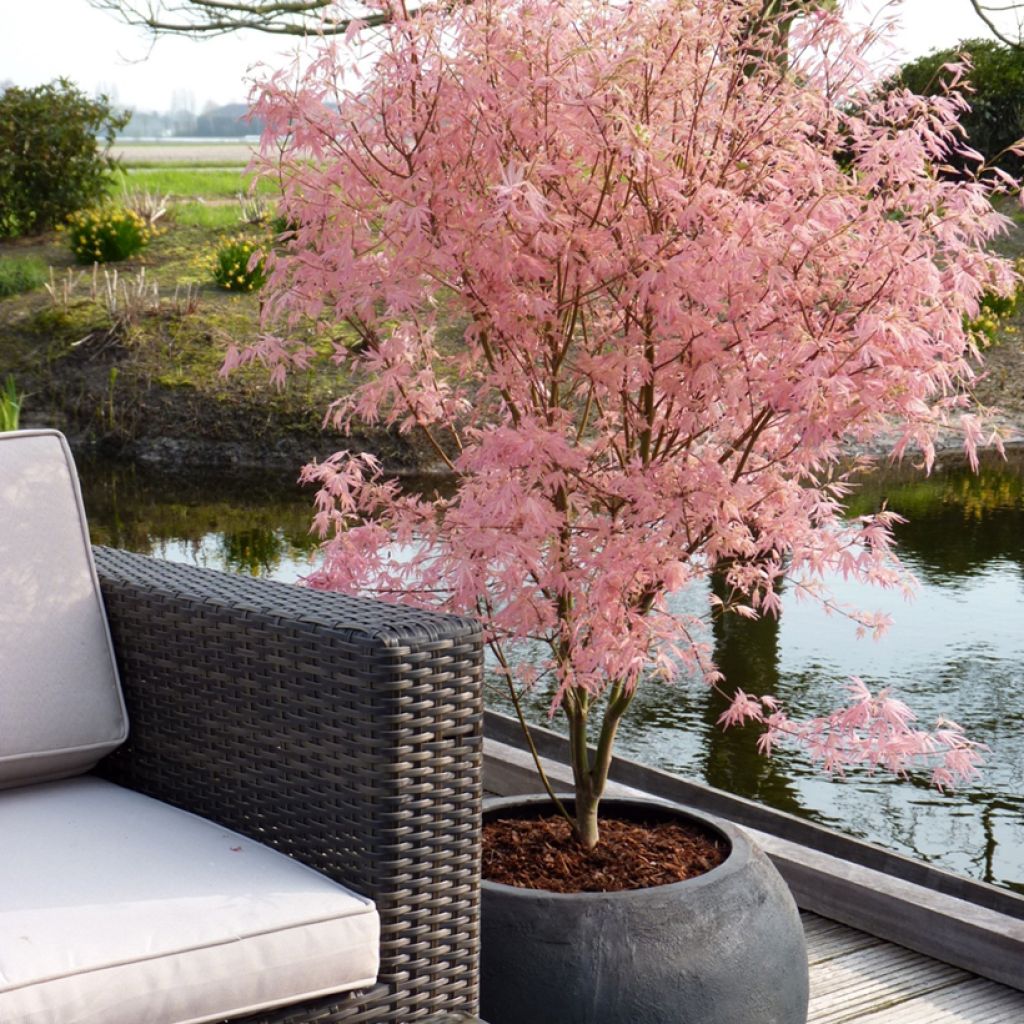 Acer palmatum Taylor - Japanese Maple