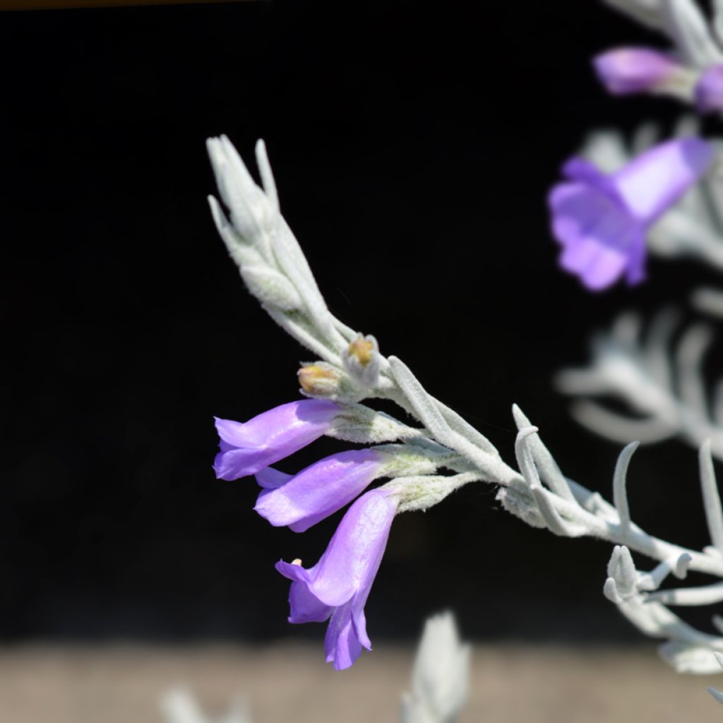 Eremophila nivea Beryls Blue