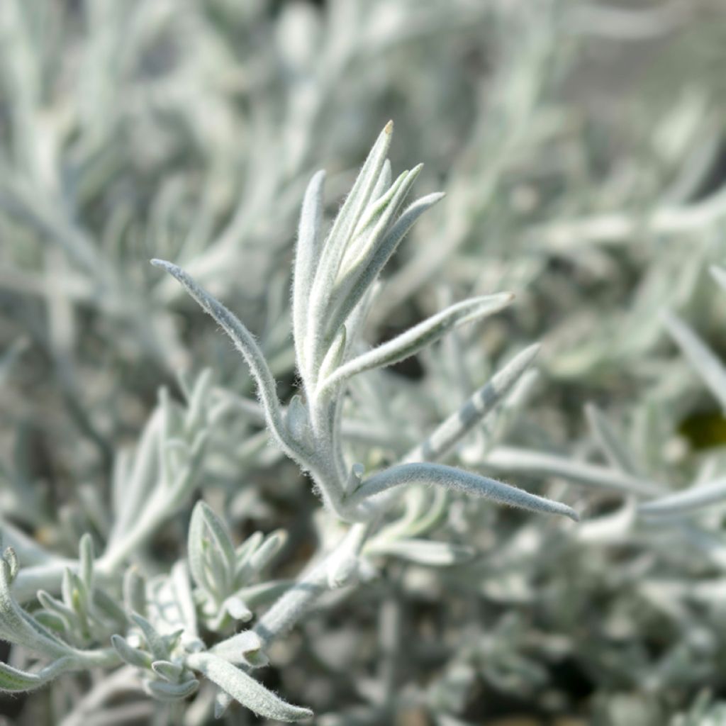 Eremophila nivea Beryls Blue