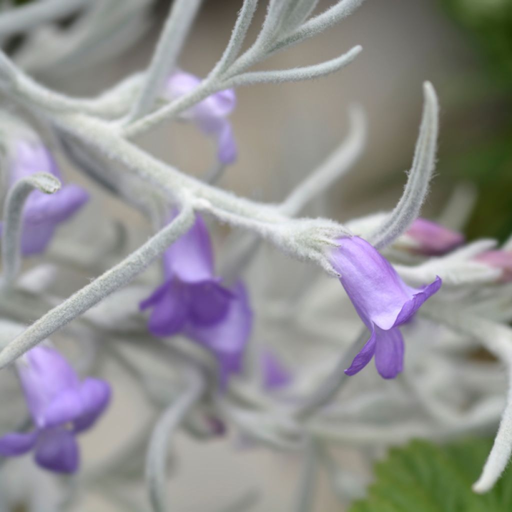 Eremophila nivea Beryls Blue