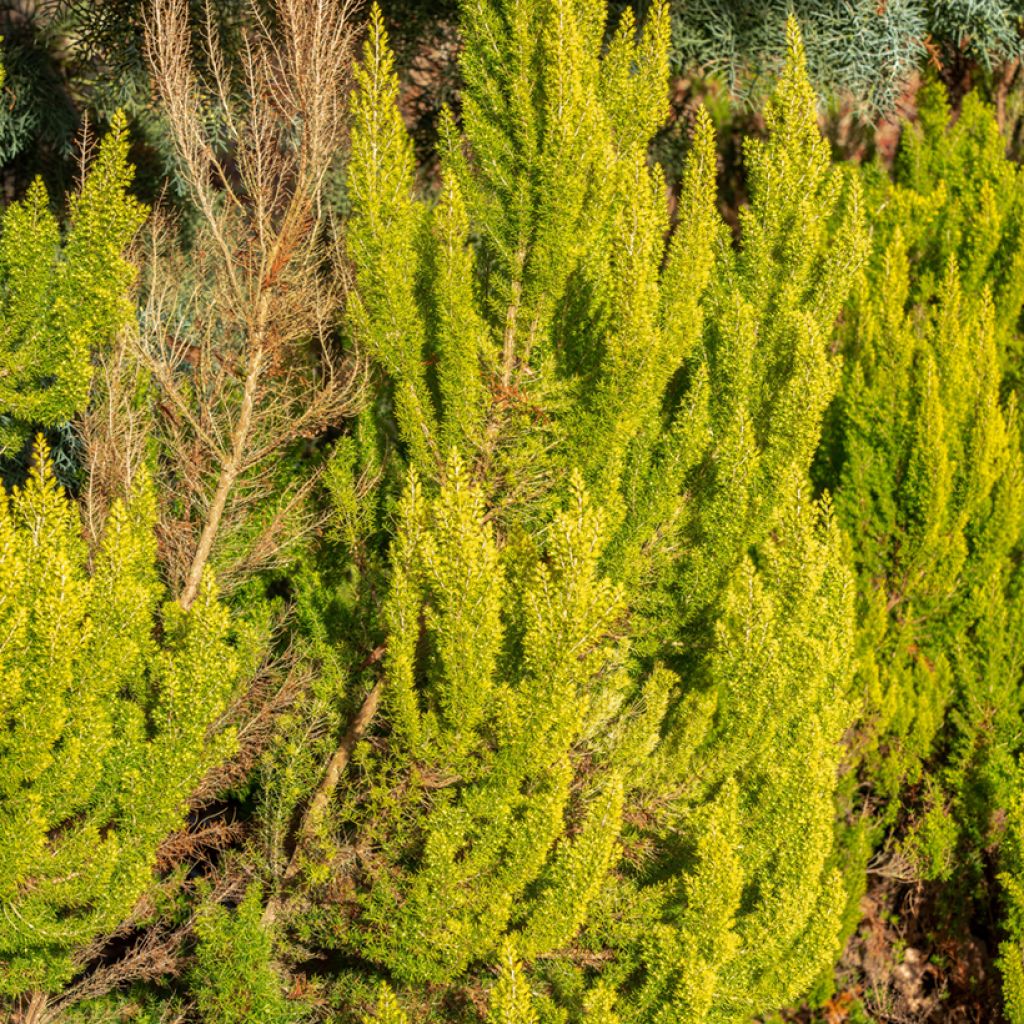 Erica arborea Alberts Gold - Tree Heath