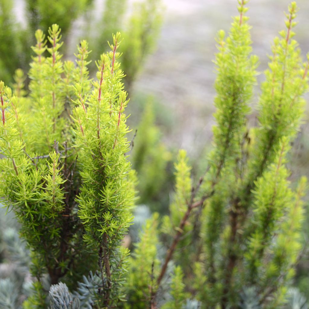 Erica arborea Alberts Gold - Tree Heath