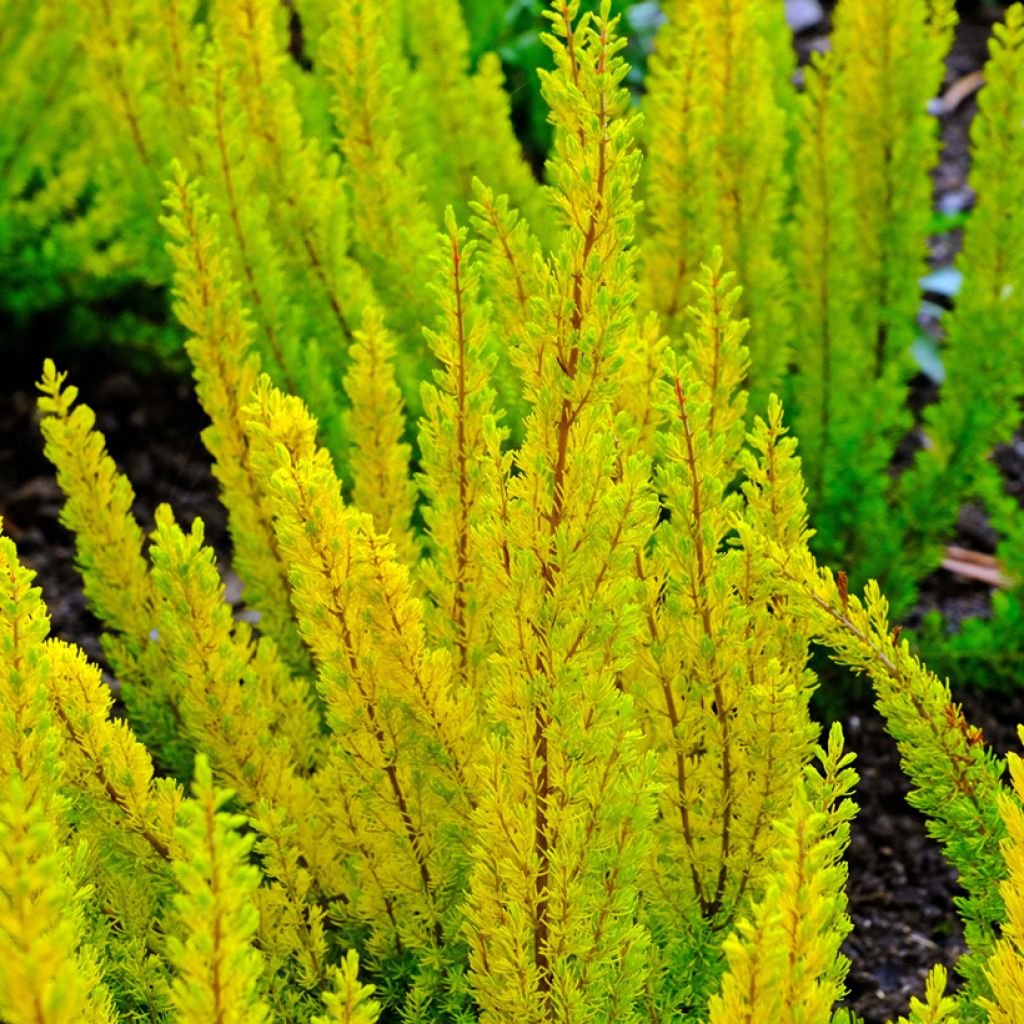 Erica arborea Alberts Gold - Tree Heath