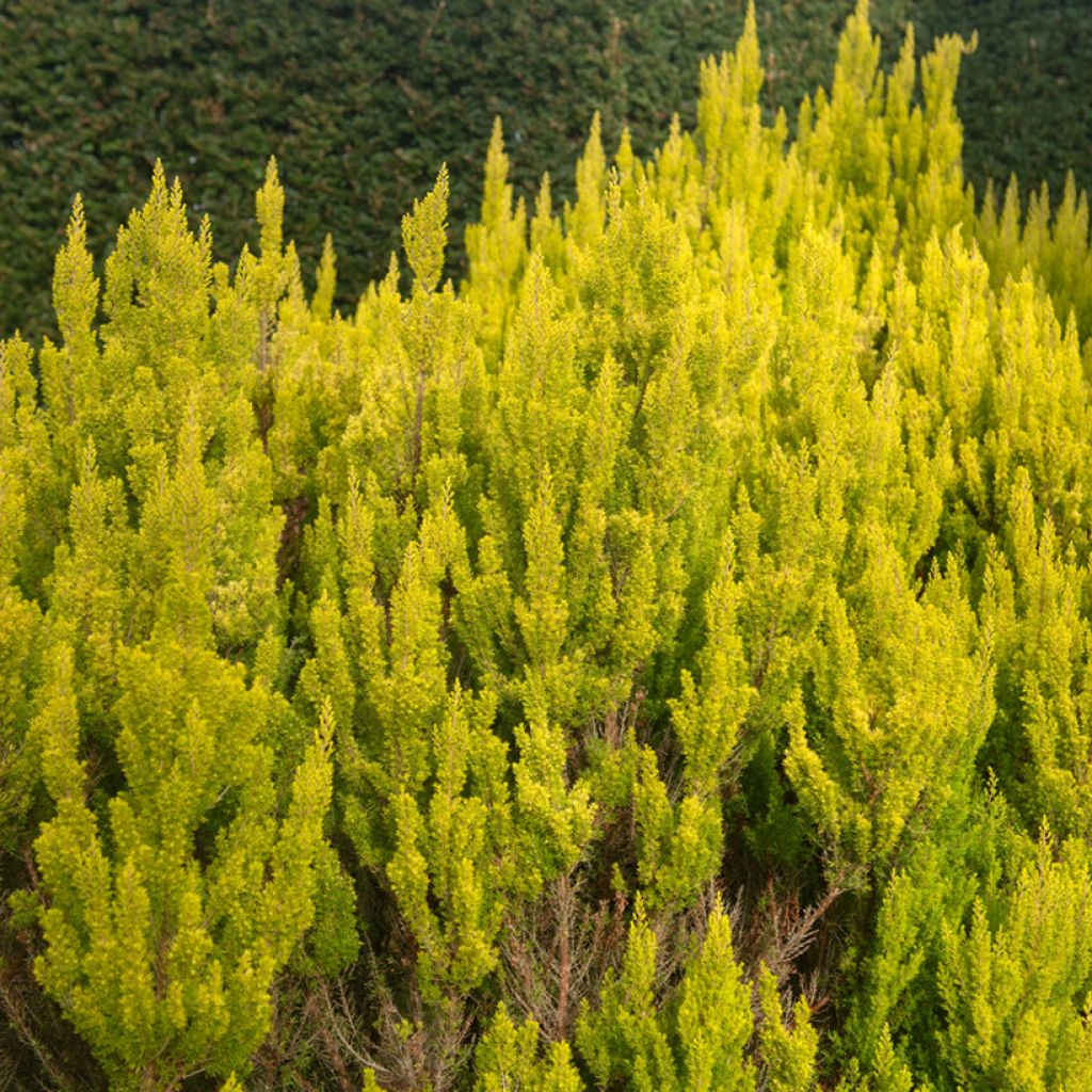 Erica arborea Alberts Gold - Tree Heath