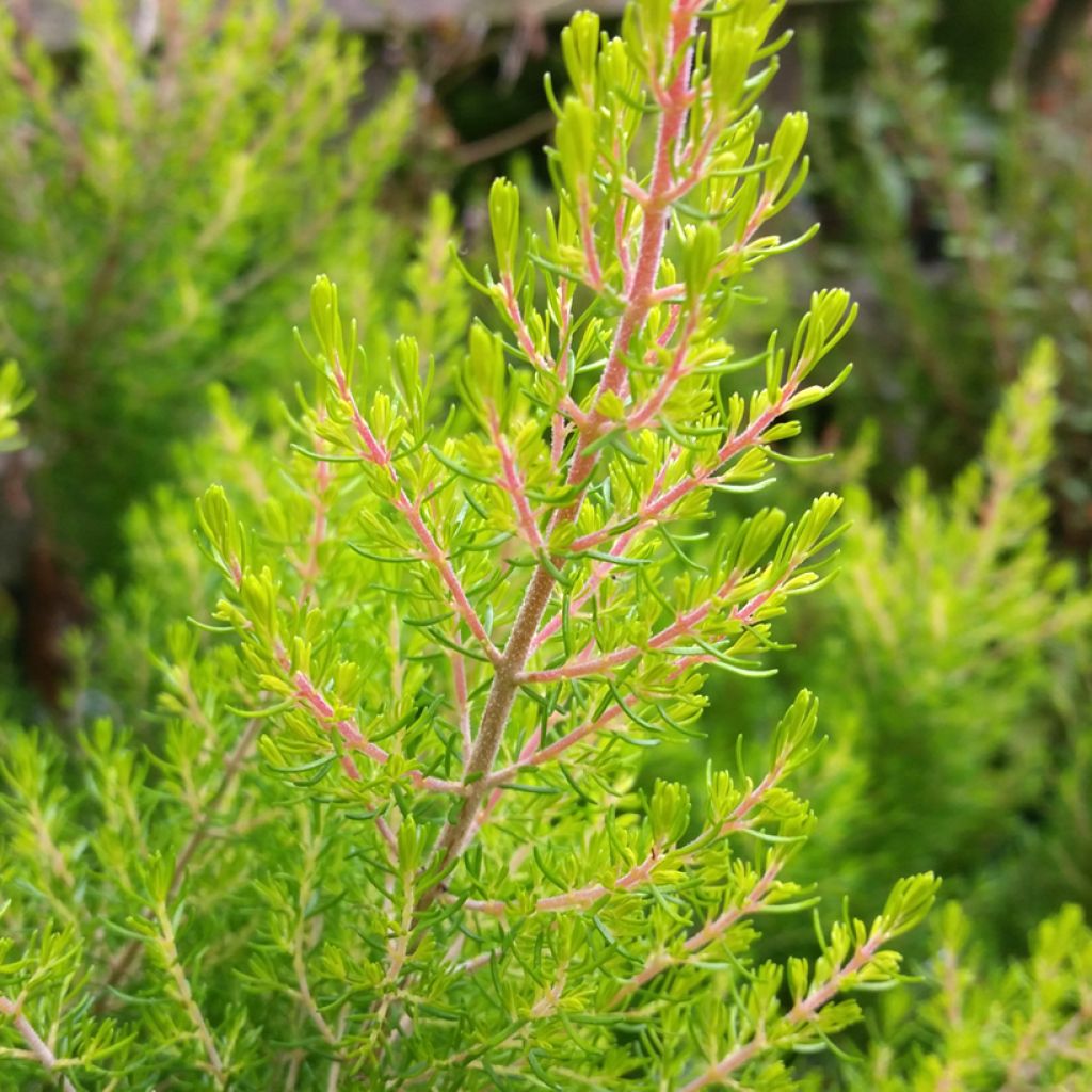 Erica arborea Estrella Gold - Tree Heath