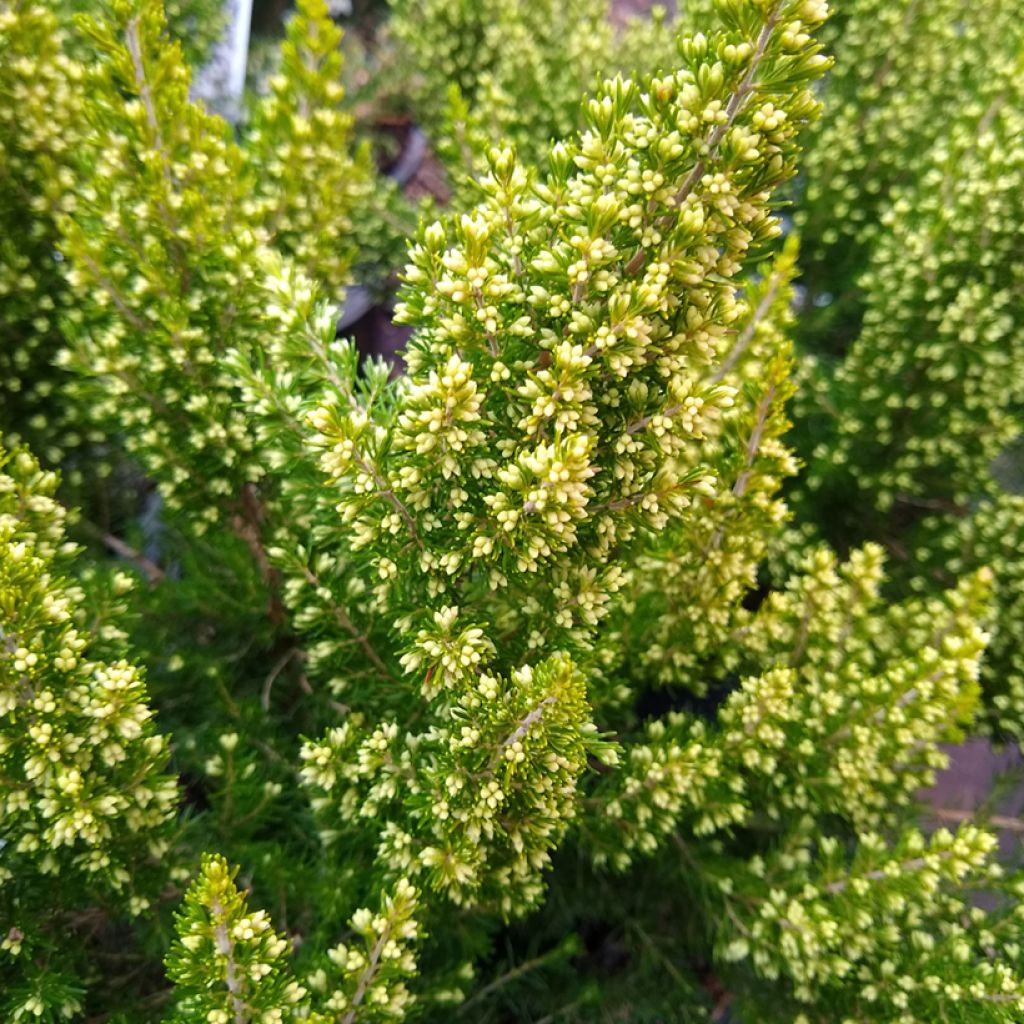 Erica arborea Estrella Gold - Tree Heath