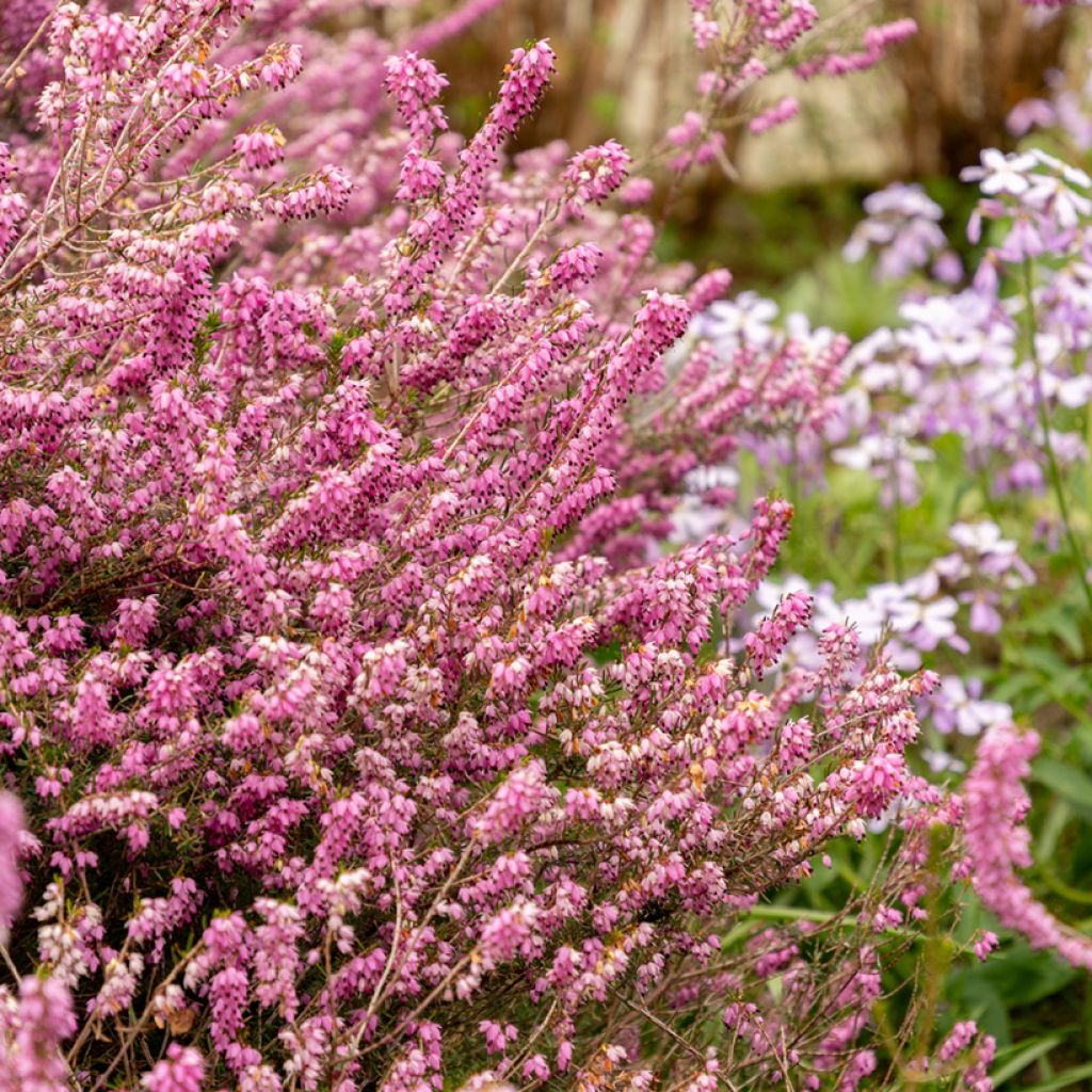 Erica x darleyensis Darley Dale