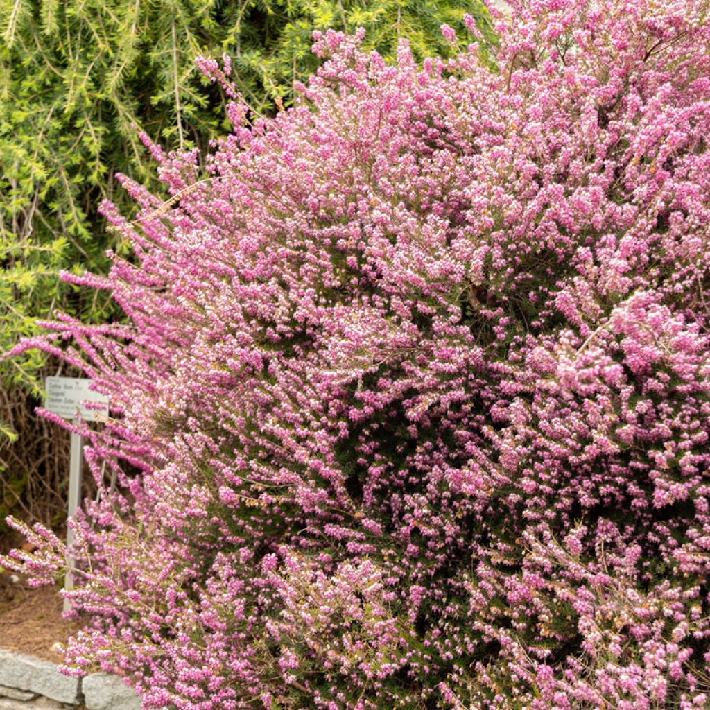 Erica x darleyensis Darley Dale