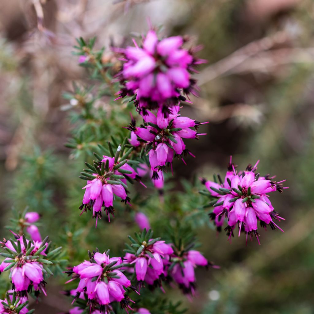 Erica x darleyensis J.W. Porter - Winter Heath