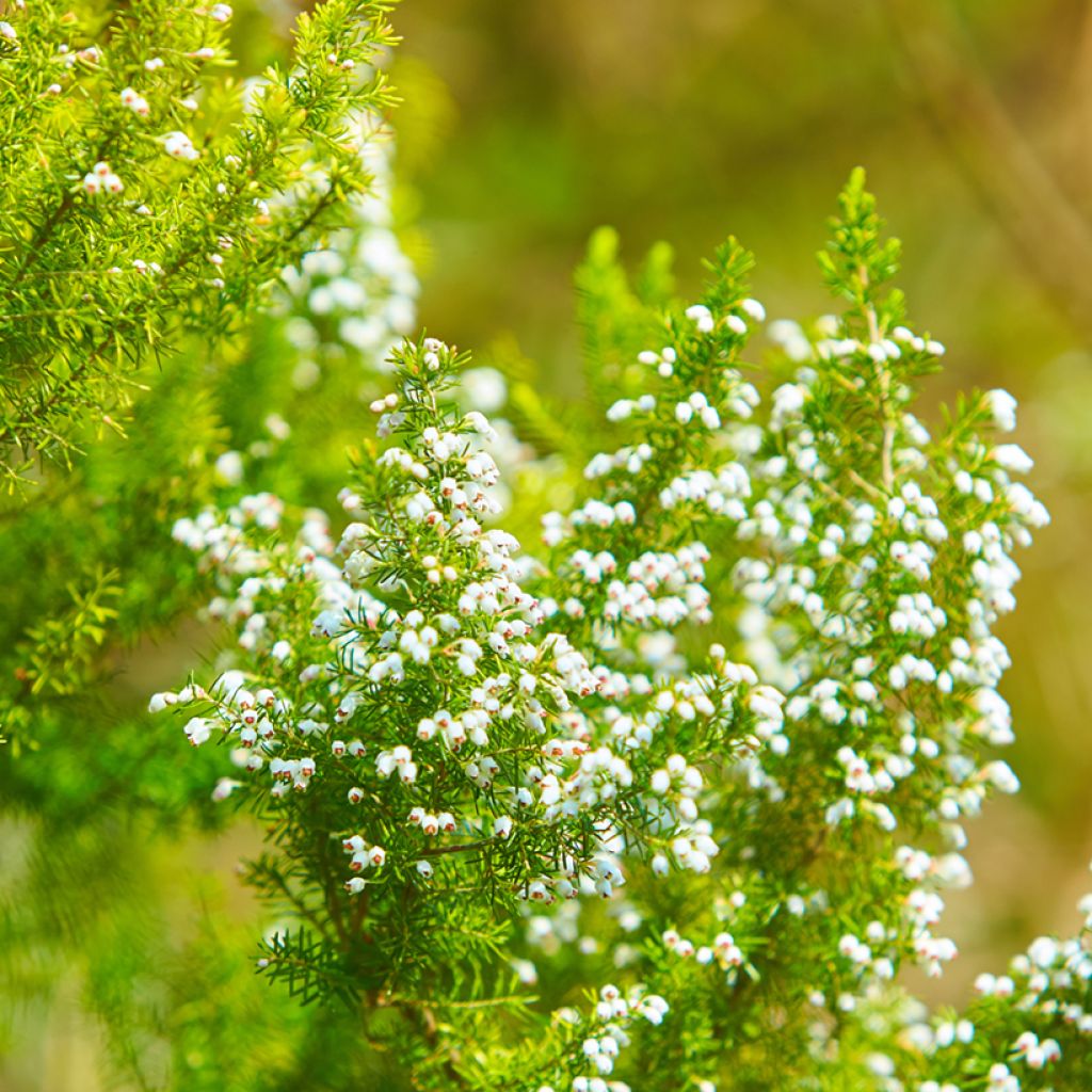 Erica darleyensis White Perfection - Winter Heath