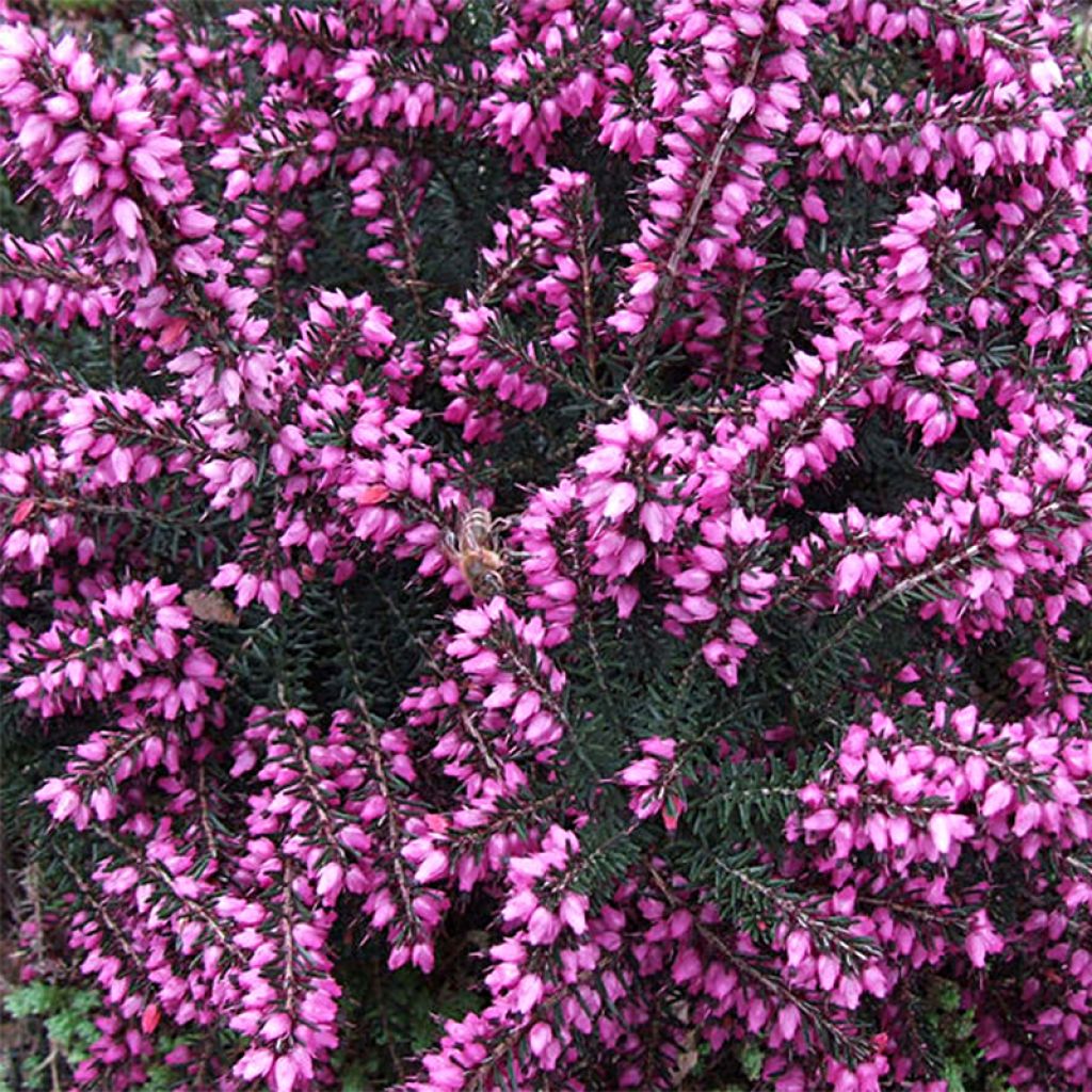 Erica darleyensis Kramers Rote - Winter Heath