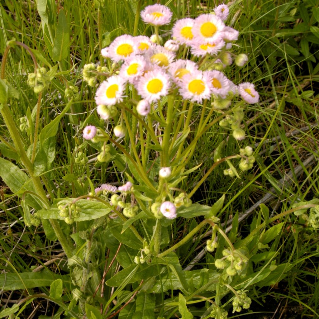 Erigeron philadelphicus