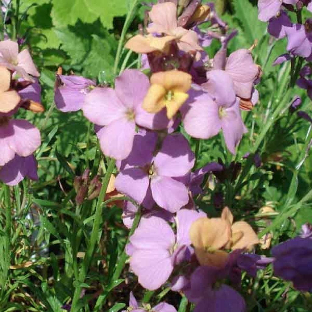 Erysimum Jenny Brook - Wallflower