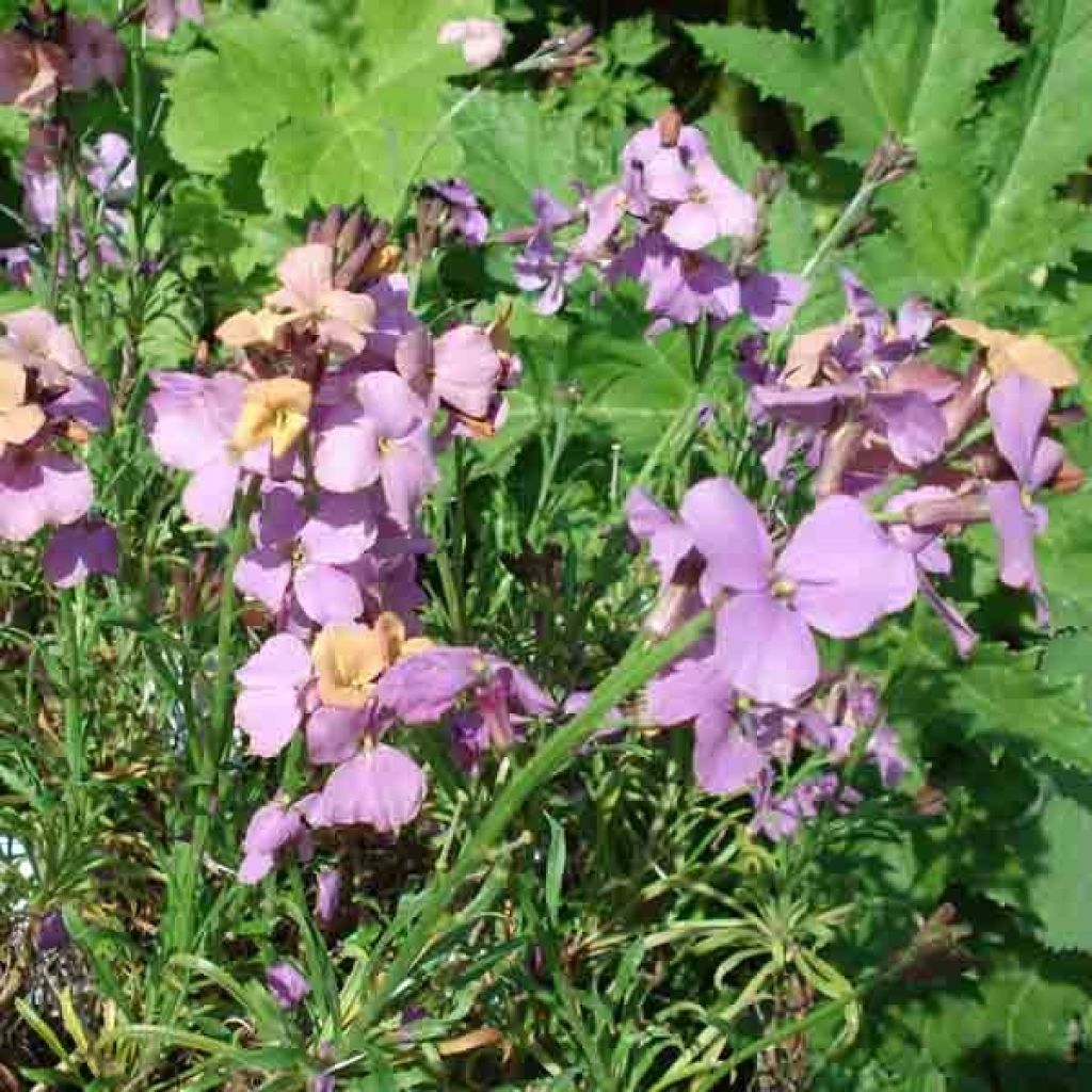 Erysimum Jenny Brook - Wallflower