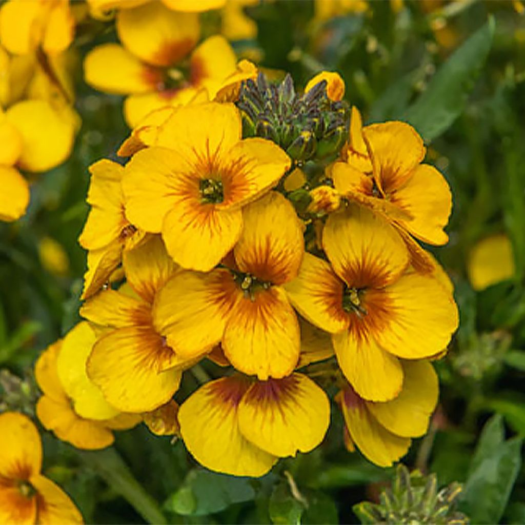 Erysimum Winter Spirit - Perennial Wallflower