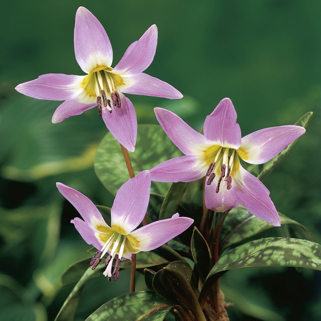 Erythronium dens-canis Lilac Wonder