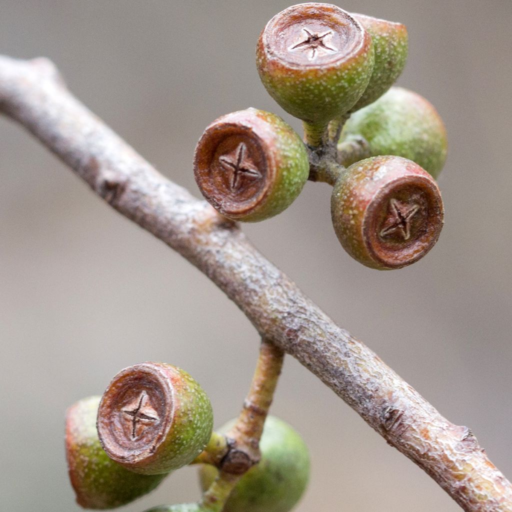 Eucalyptus salicifolia