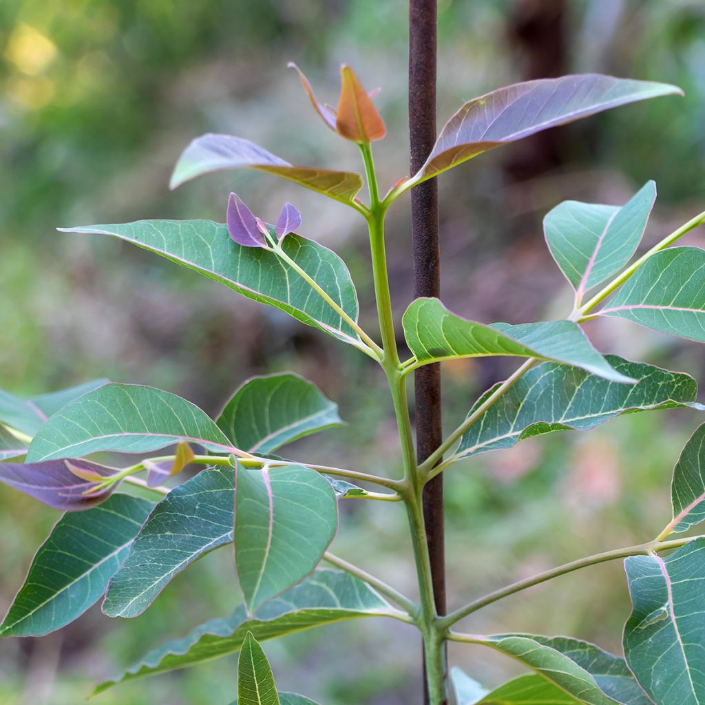 Eucalyptus deglupta