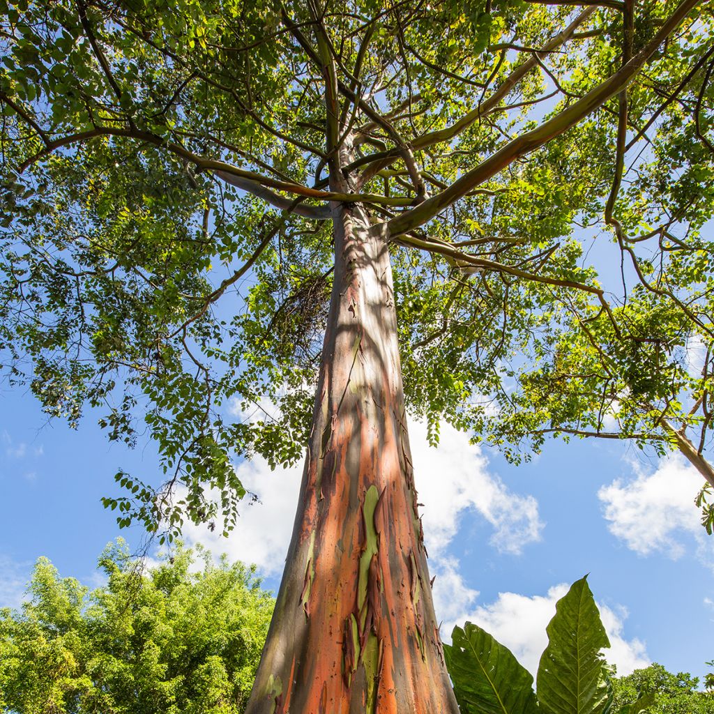 Eucalyptus deglupta